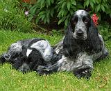 Cocker Spaniel 9W017D-067